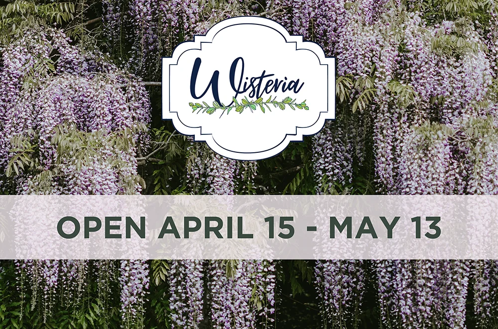Wisteria - Open April 15 - May 13